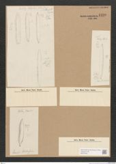 Diatomeae indet. Zeichnungen Sammlung Grunow Nr. 4499 (NHMW-BOT-W0372464)